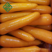 cenoura cenoura fresca especificação para o mercado do oriente médio